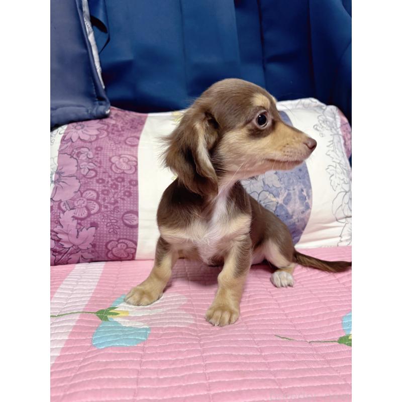 販売中の愛知県のチワックス:チワワ×ミニチュアダックスフンド-403373の2枚目