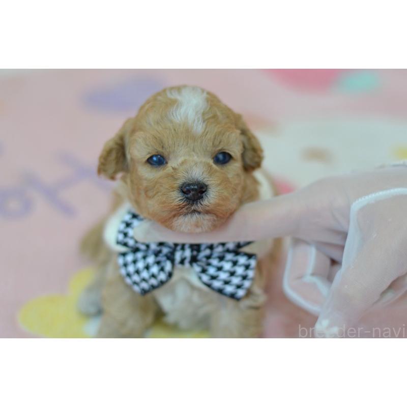 販売中の埼玉県のミックス犬-411896の6枚目