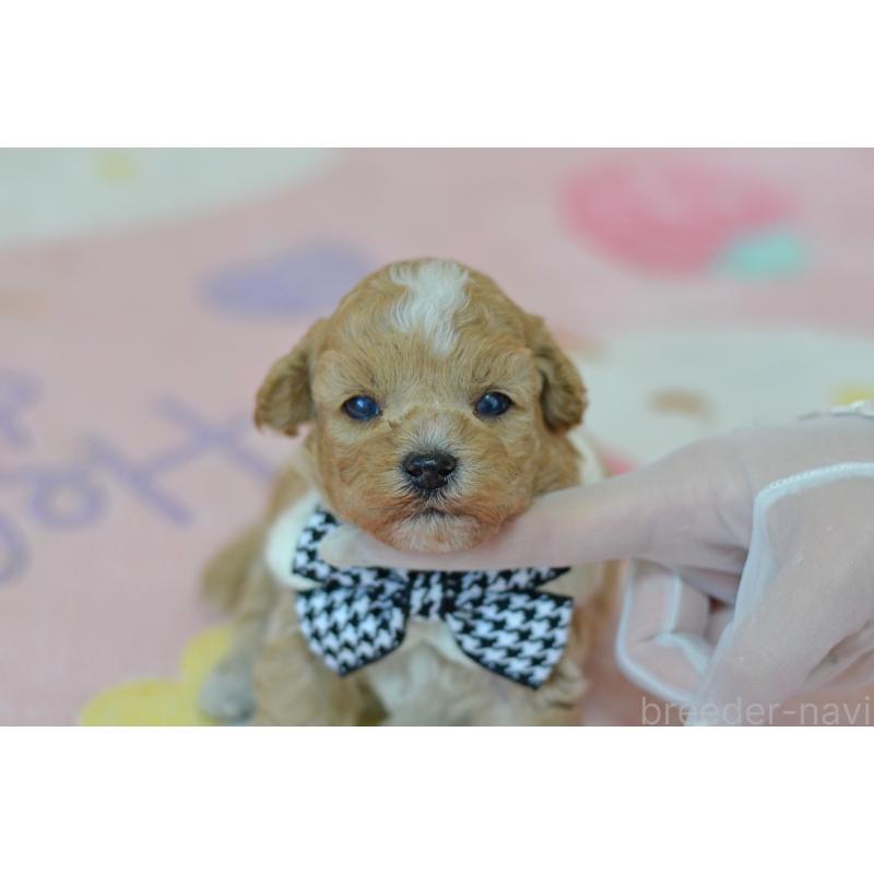 販売中の埼玉県のミックス犬-411896の5枚目