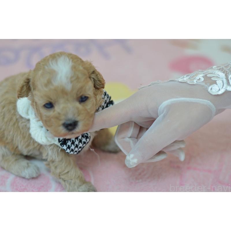 販売中の埼玉県のミックス犬-411896の4枚目