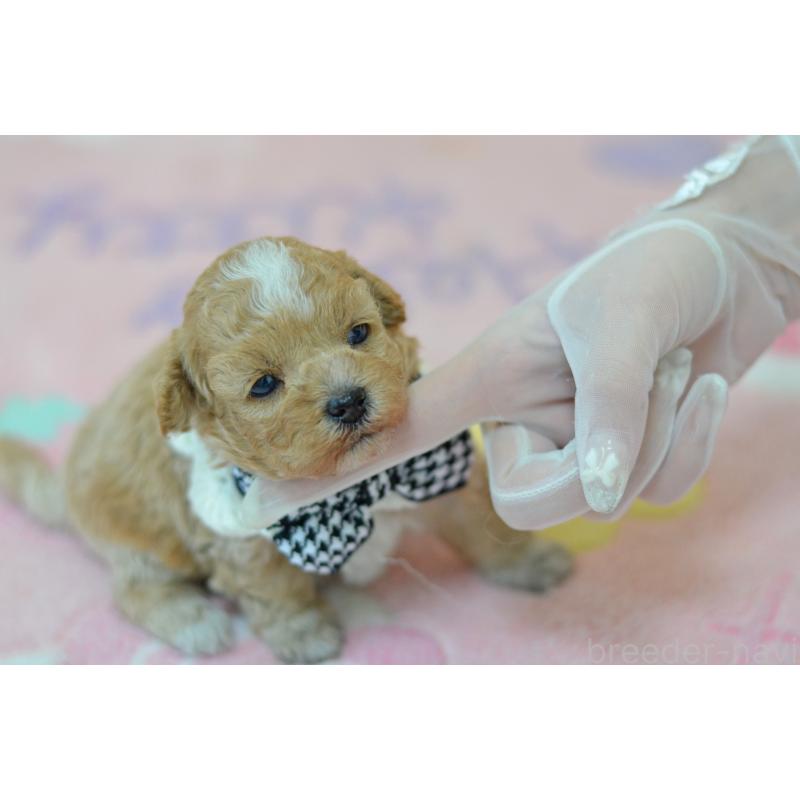 販売中の埼玉県のミックス犬-411896の3枚目
