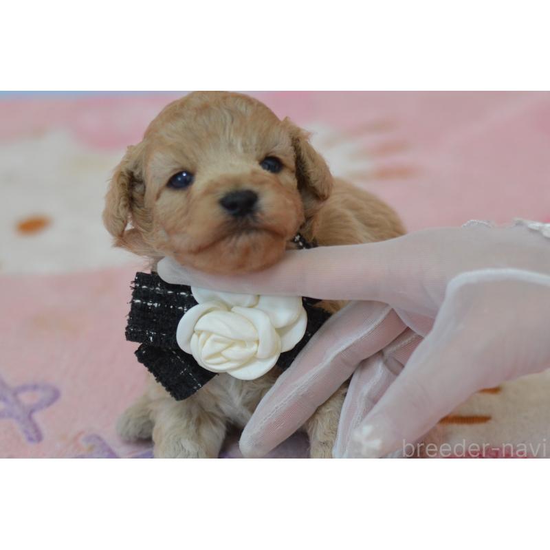 販売中の埼玉県のミックス犬-411898の6枚目