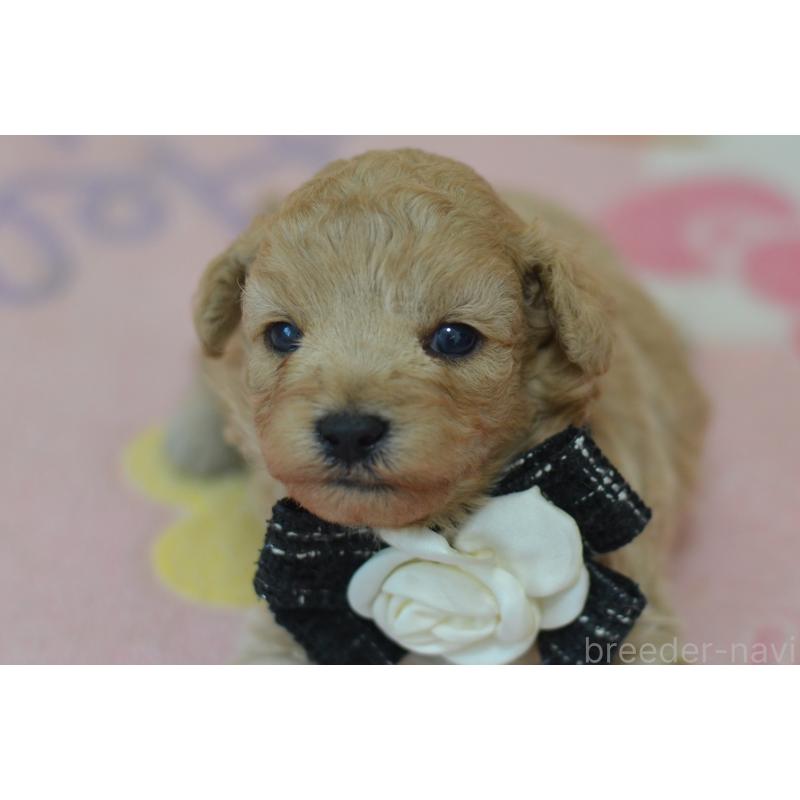 販売中の埼玉県のミックス犬-411898の4枚目