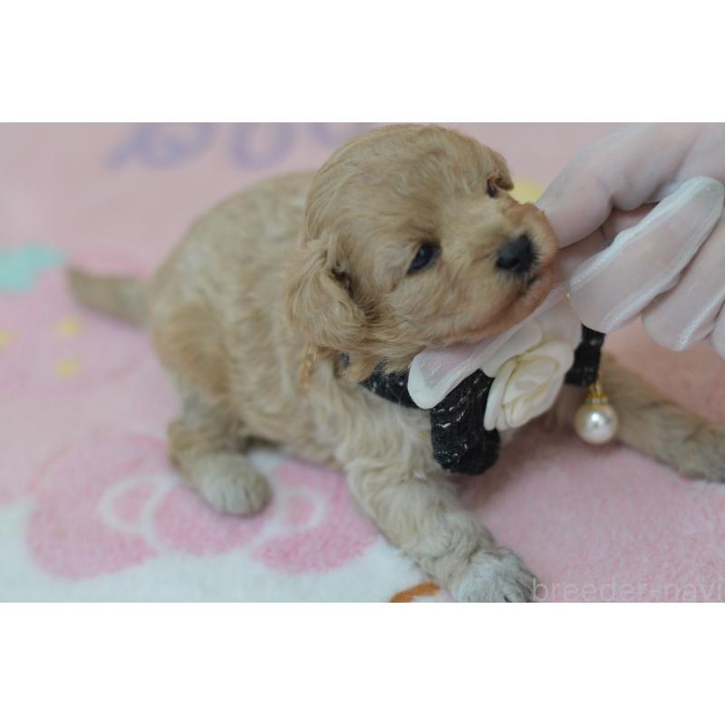 販売中の埼玉県のミックス犬-411898の3枚目