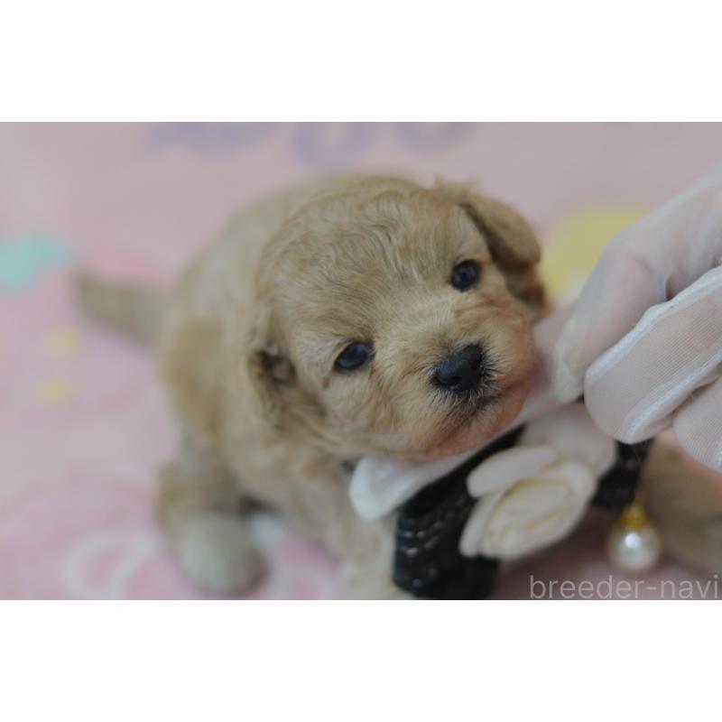 販売中の埼玉県のミックス犬-411898の2枚目