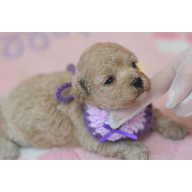 販売中の埼玉県のミックス犬-411900の5枚目