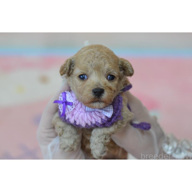 販売中の埼玉県のミックス犬-411900の2枚目