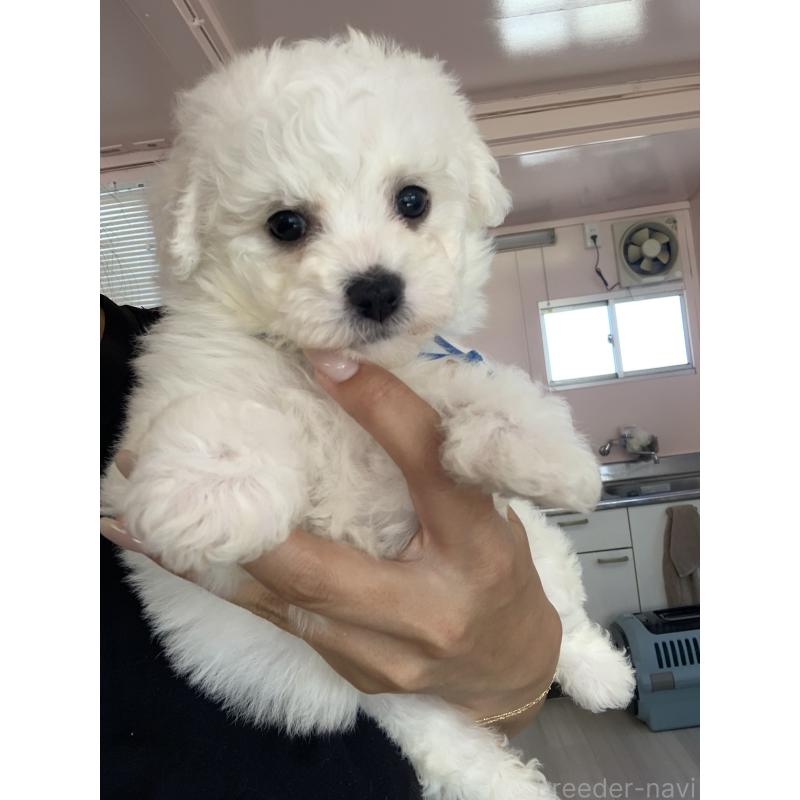 成約済の滋賀県のビションフリーゼ-410219