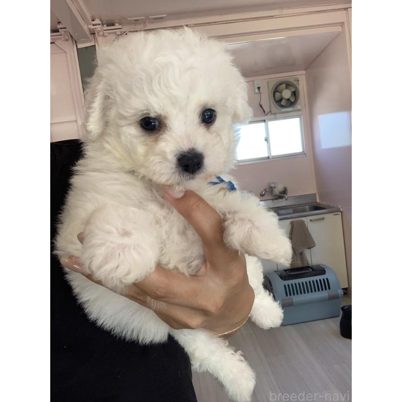 成約済の滋賀県のビションフリーゼ-410219の4枚目