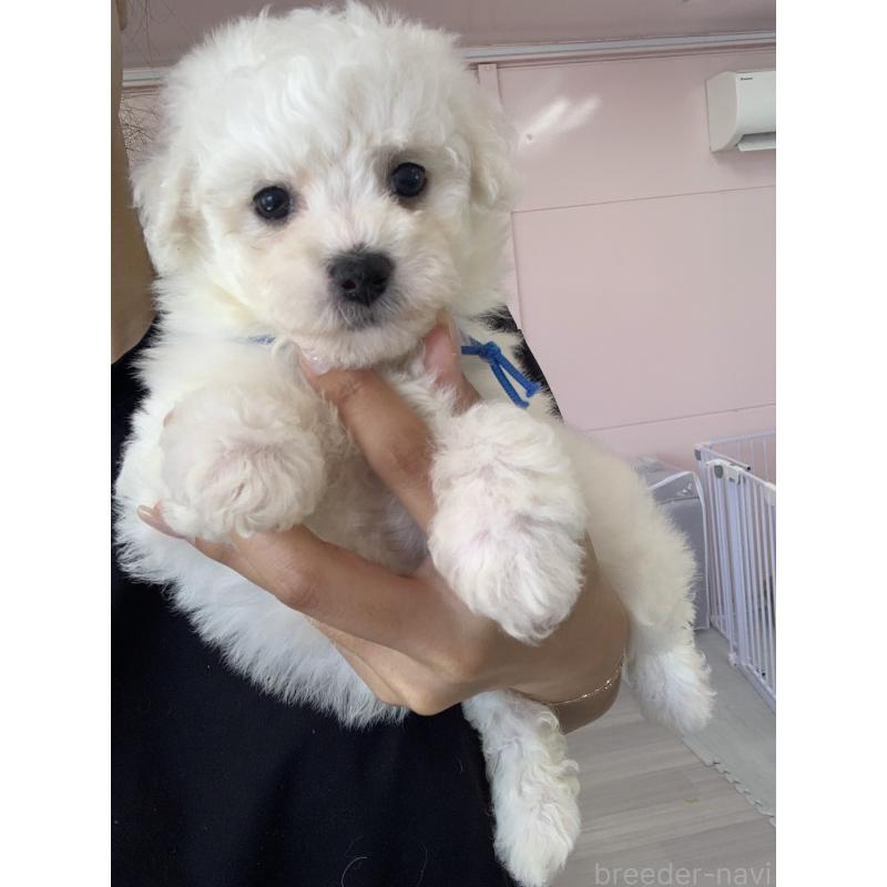 成約済の滋賀県のビションフリーゼ-410219の3枚目