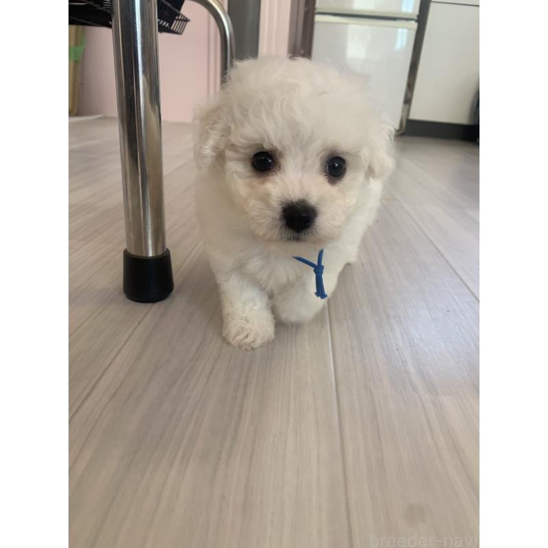 成約済の滋賀県のビションフリーゼ-410219の2枚目