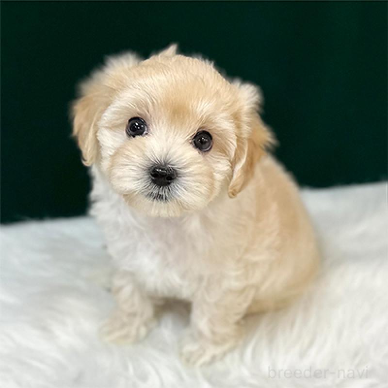 販売中の大阪府のマルプー:マルチーズ×トイプードル-411907の3枚目