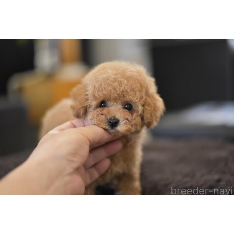 成約済の茨城県のタイニープードル-409464の5枚目