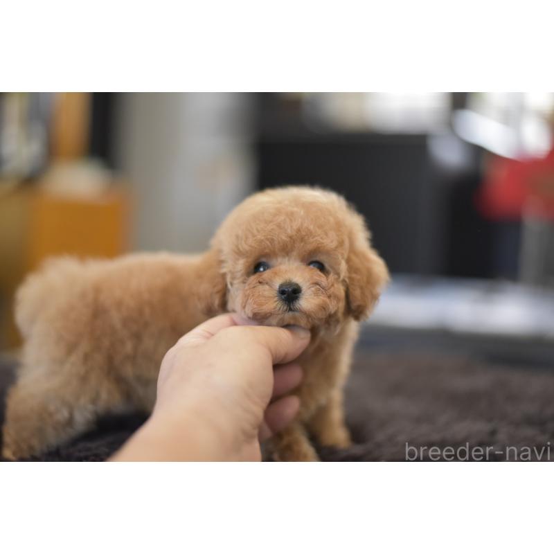 成約済の茨城県のタイニープードル-409464の4枚目