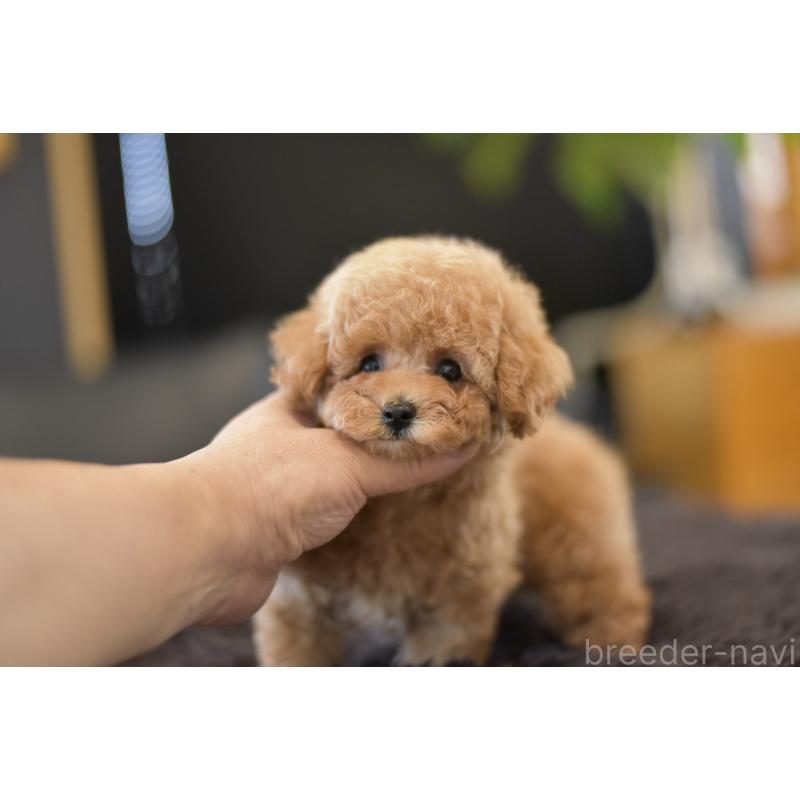 成約済の茨城県のタイニープードル-409464の3枚目