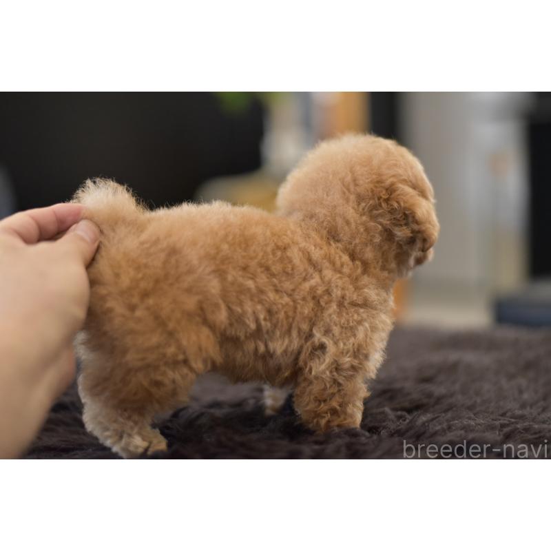 成約済の茨城県のタイニープードル-409464の2枚目