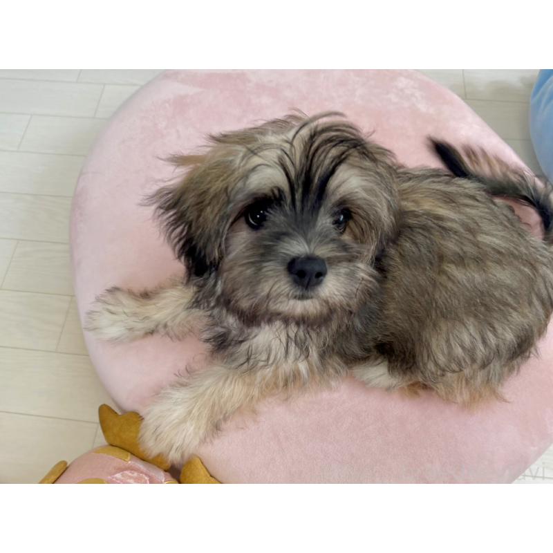販売中の福岡県のミックス犬-387534の15枚目