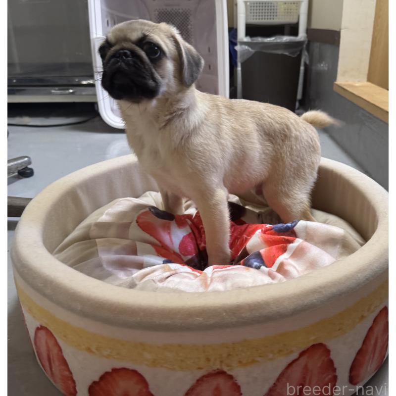 販売中の福井県のミックス犬-411910の2枚目