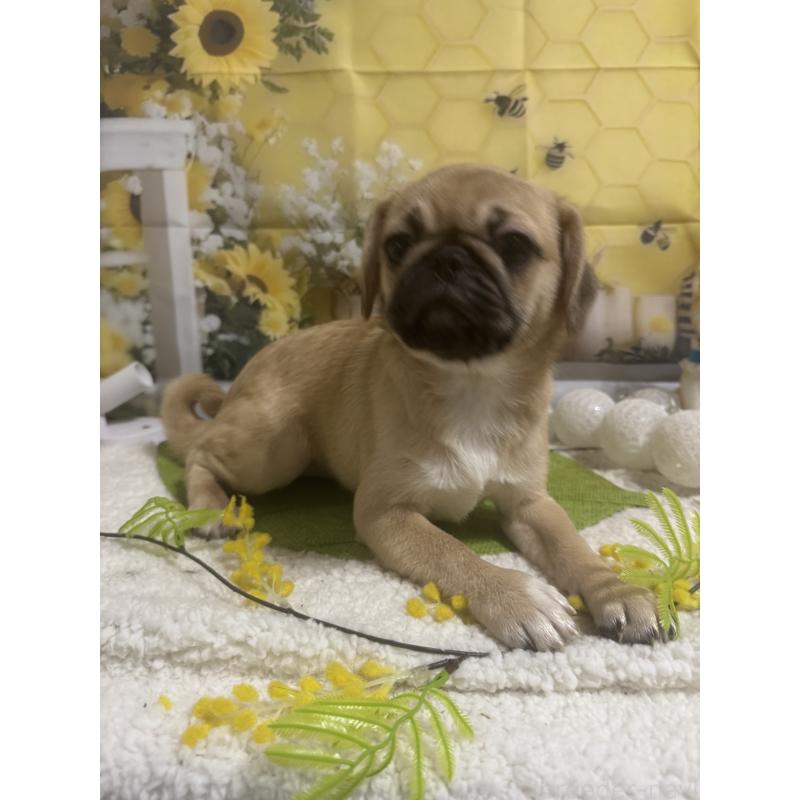 販売中の福井県のミックス犬-411912の2枚目