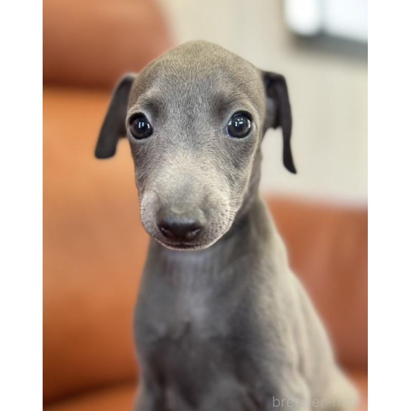成約済の山梨県のイタリアングレーハウンド(イタグレ)-408064の2枚目