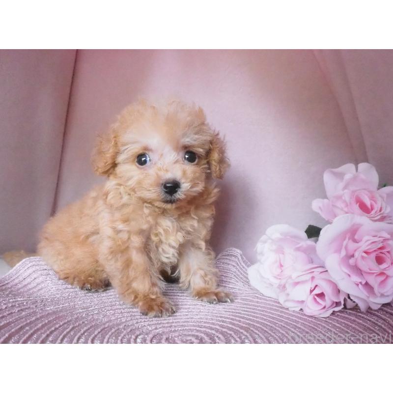 販売中の岡山県のミックス犬-411926の3枚目