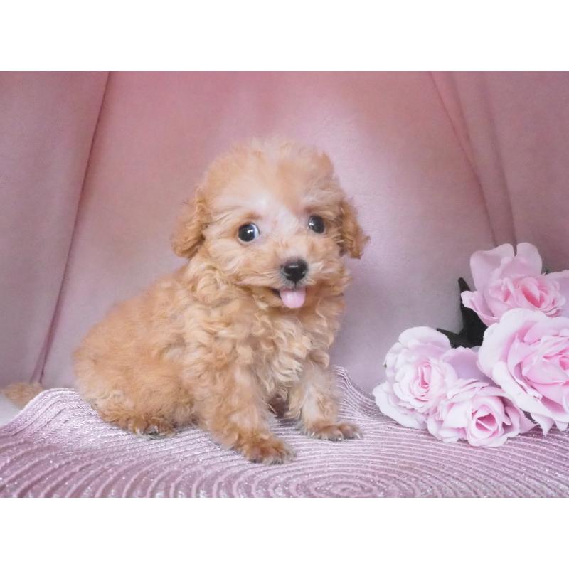 販売中の岡山県のミックス犬-411926の2枚目
