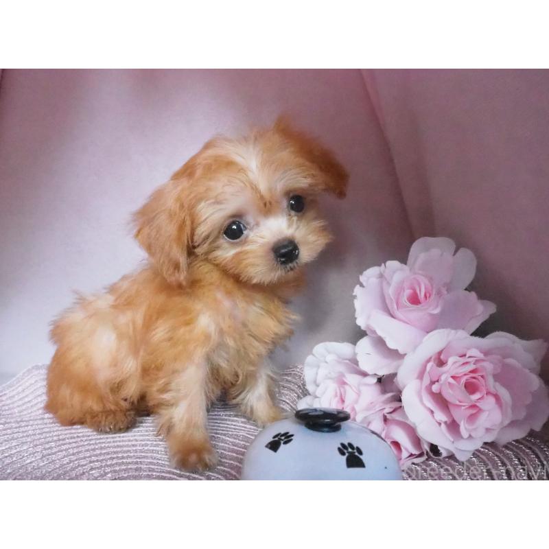 販売中の岡山県のミックス犬-411933の3枚目