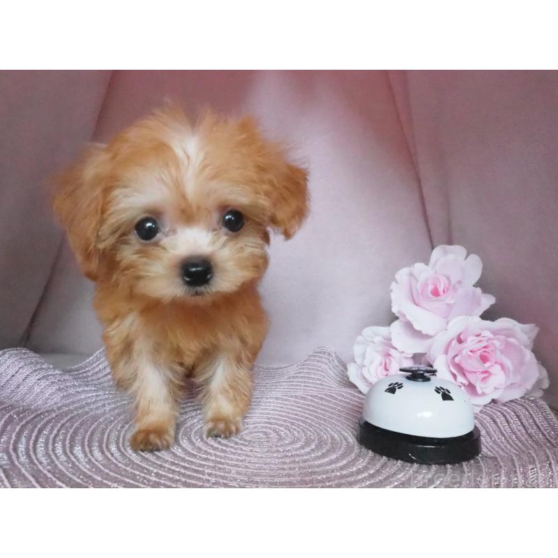 販売中の岡山県のミックス犬-411933の2枚目