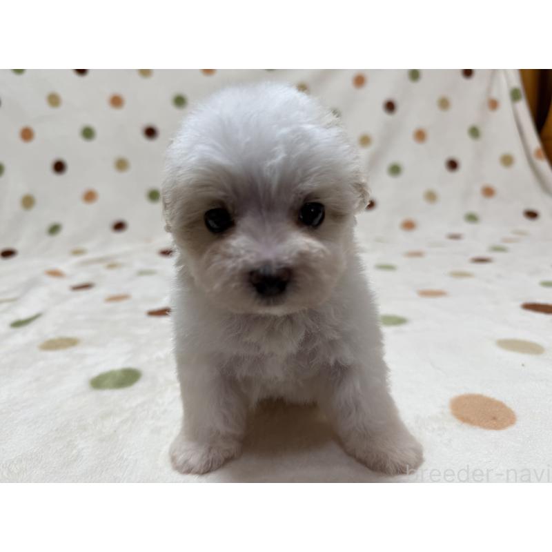 販売中の岐阜県のミックス犬-411936の1枚目