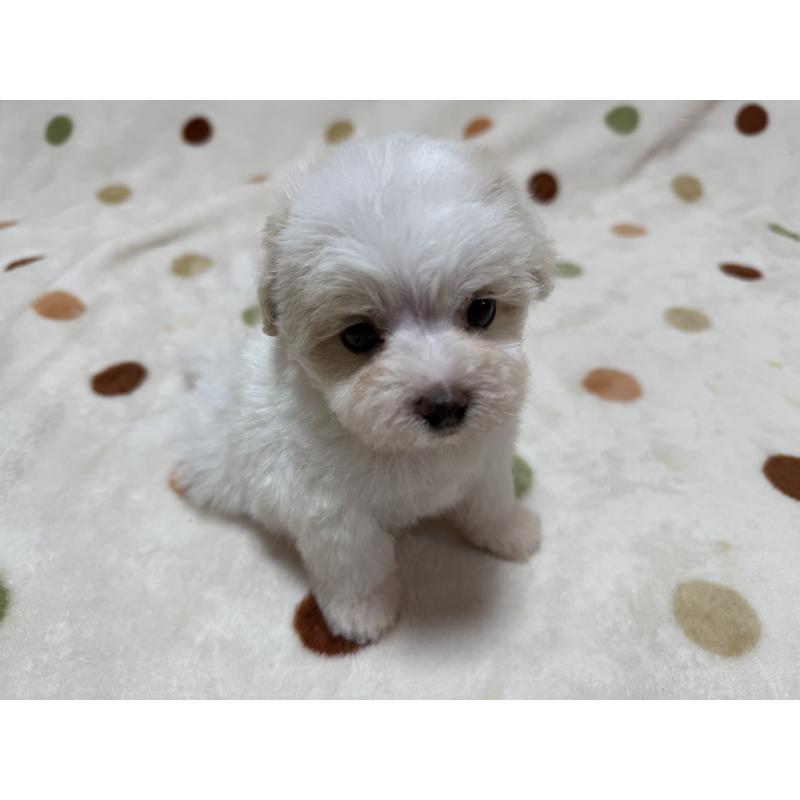 販売中の岐阜県のミックス犬-411936の4枚目