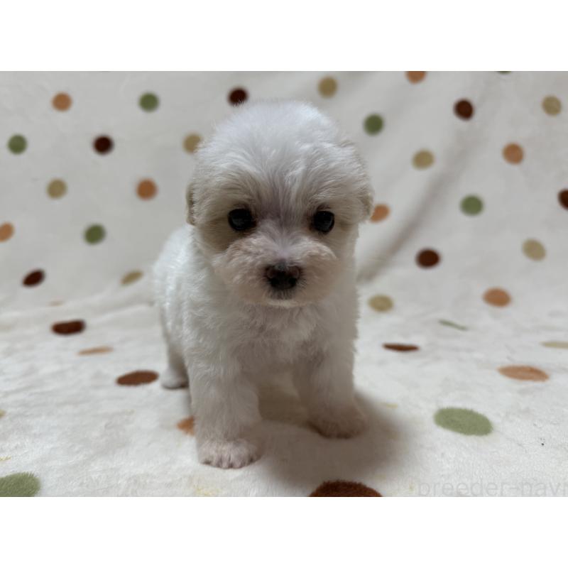 販売中の岐阜県のミックス犬-411936の3枚目