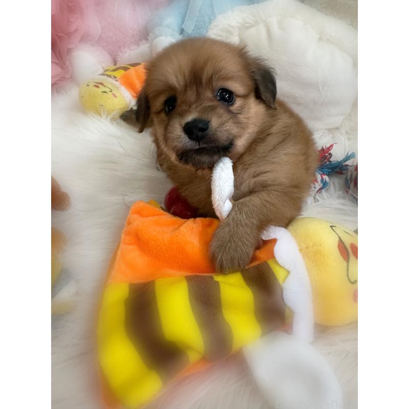 販売中の香川県のミックス犬-411944の8枚目