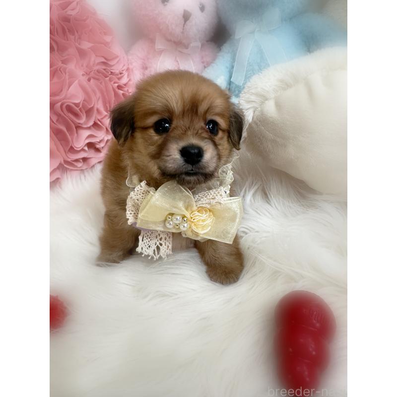 販売中の香川県のミックス犬-411944の7枚目