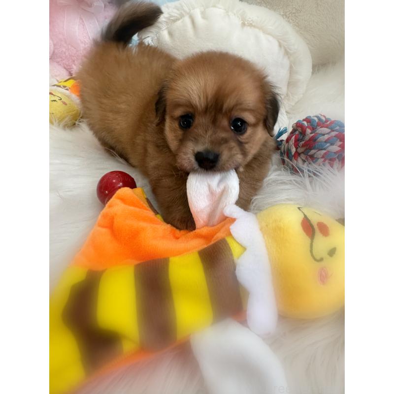 販売中の香川県のミックス犬-411944の6枚目