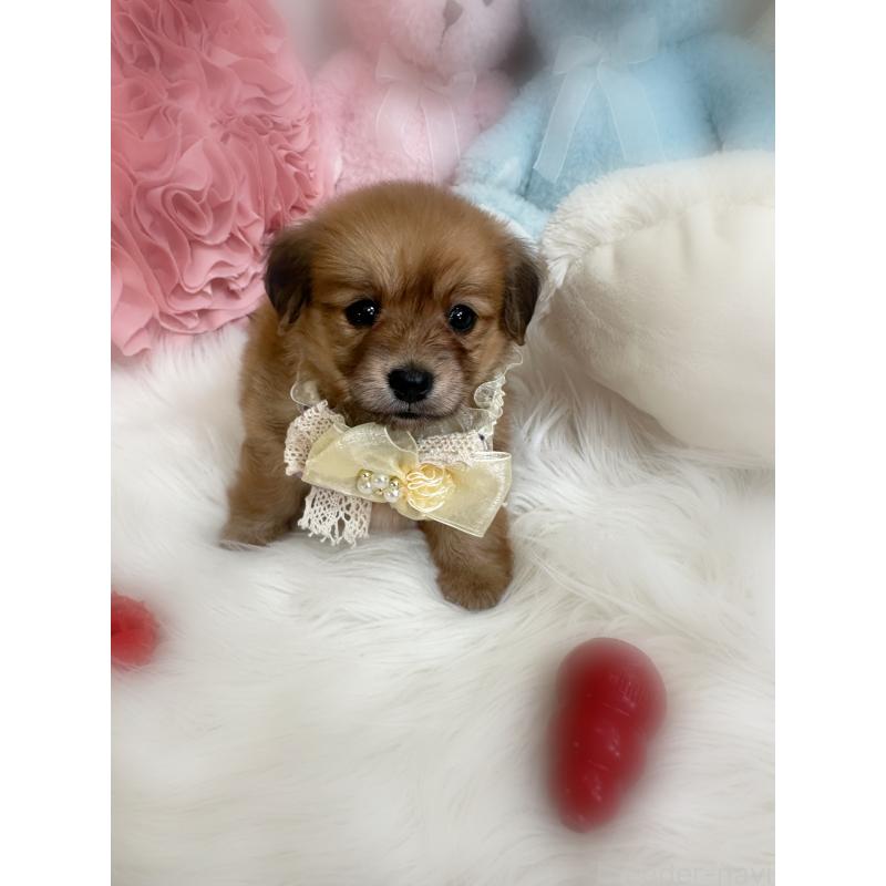 販売中の香川県のミックス犬-411944の5枚目