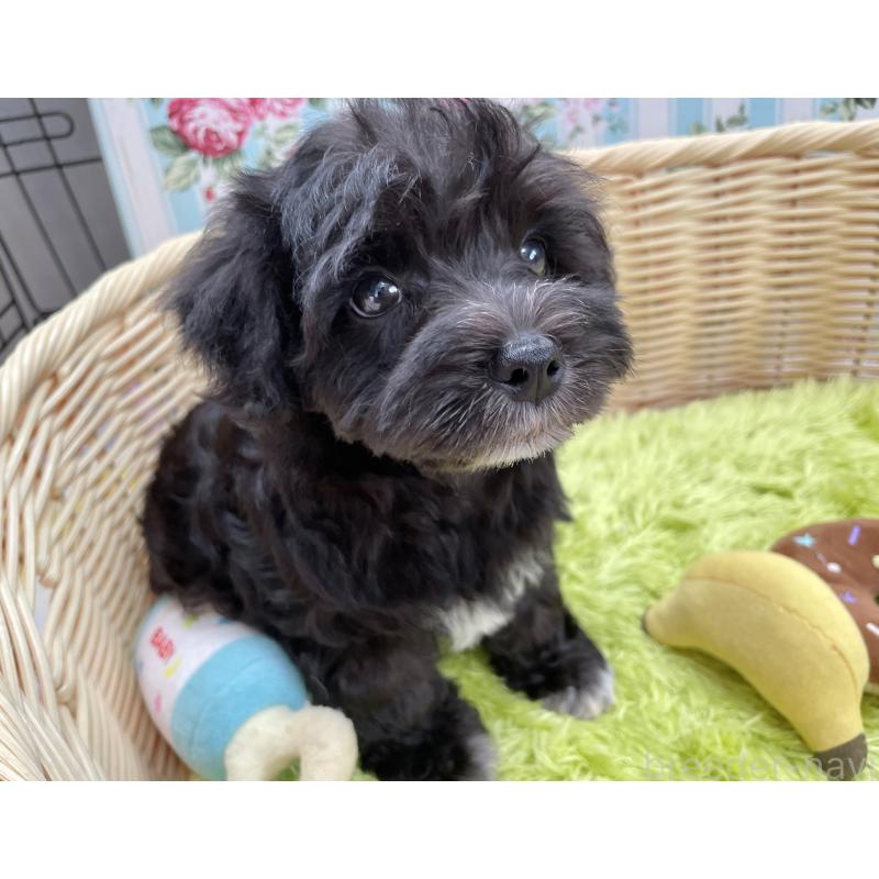 成約済の秋田県のマルシュナ:マルチーズ×ミニチュアシュナウザー-411803の7枚目
