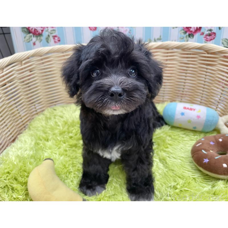 成約済の秋田県のマルシュナ:マルチーズ×ミニチュアシュナウザー-411803の5枚目