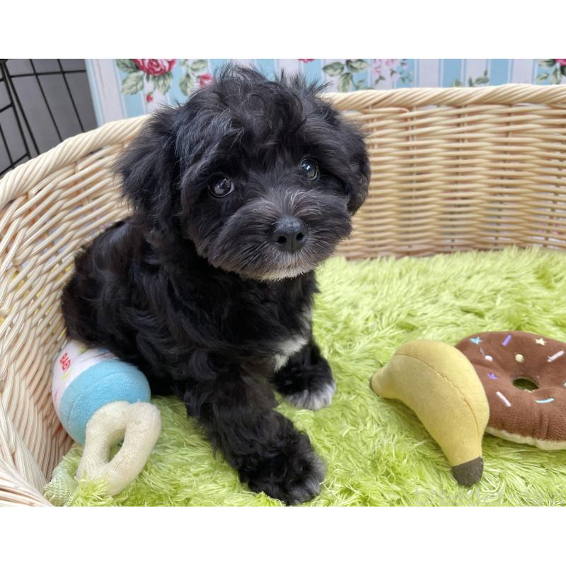 成約済の秋田県のマルシュナ:マルチーズ×ミニチュアシュナウザー-411803の4枚目