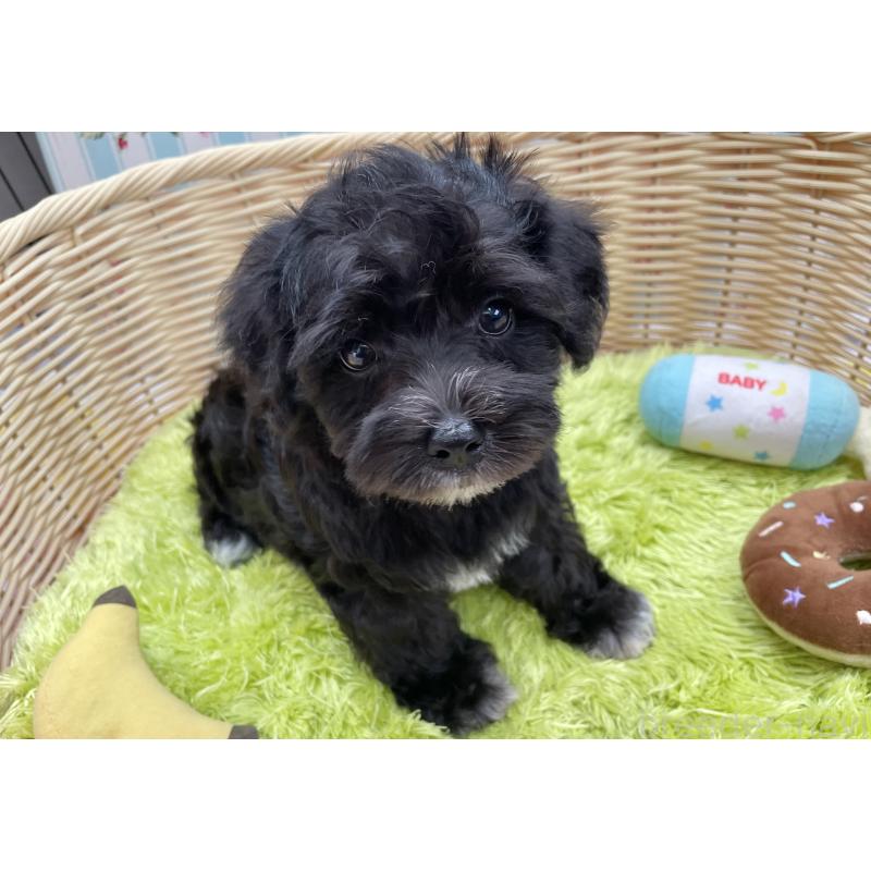 成約済の秋田県のマルシュナ:マルチーズ×ミニチュアシュナウザー-411803の3枚目