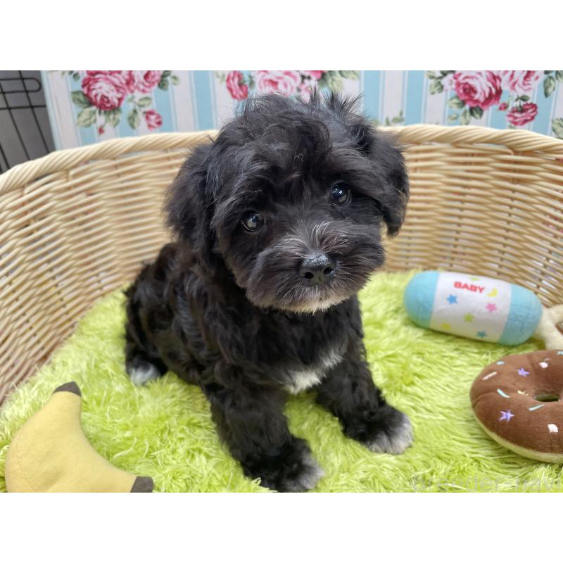 成約済の秋田県のマルシュナ:マルチーズ×ミニチュアシュナウザー-411803の2枚目
