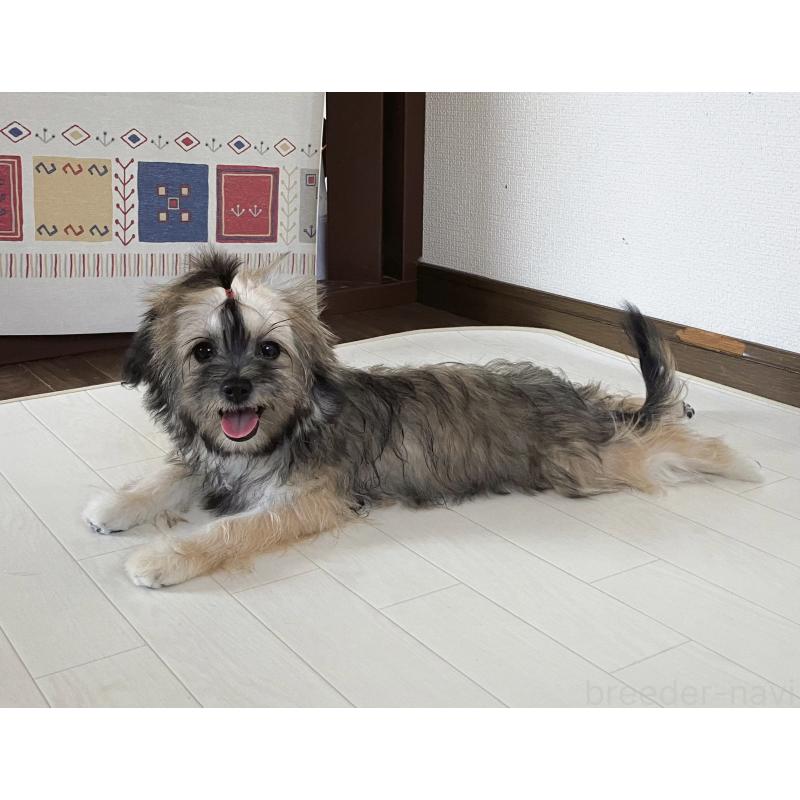 販売中の福岡県のミックス犬-387534の14枚目