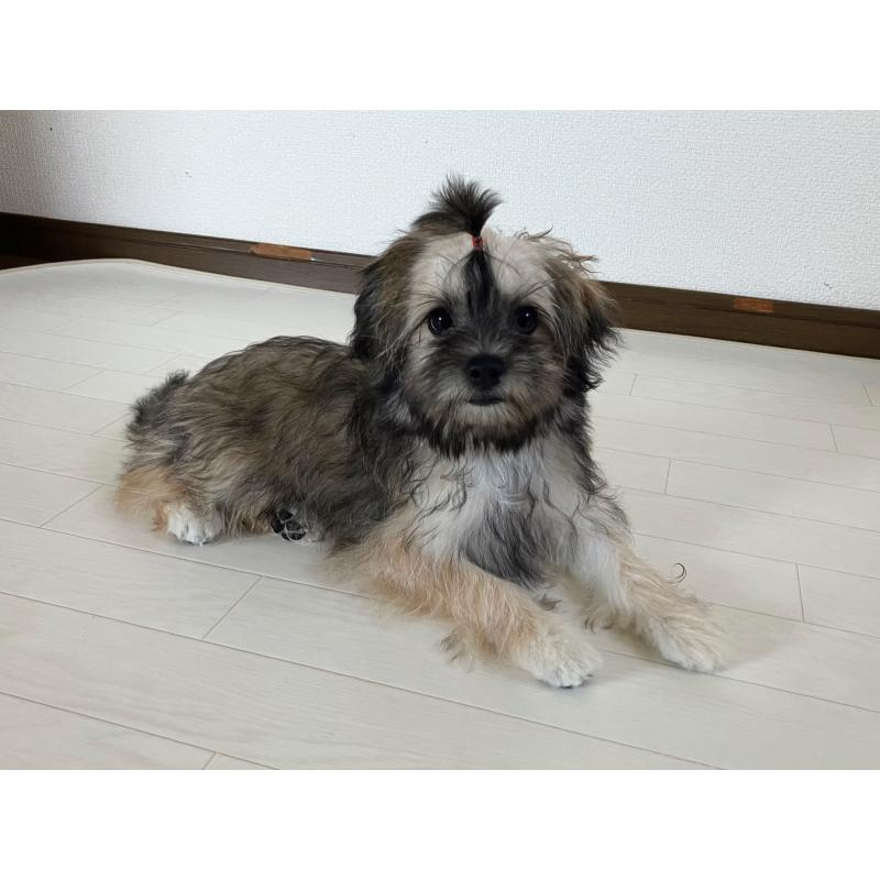 販売中の福岡県のミックス犬-387534の13枚目
