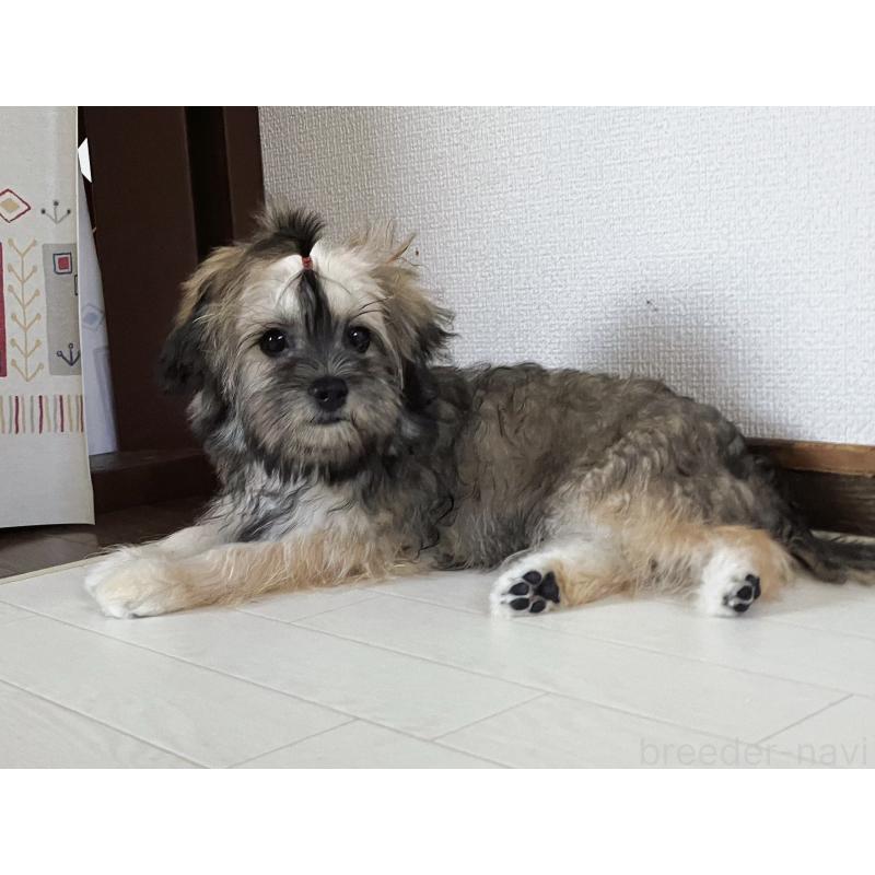 販売中の福岡県のミックス犬-387534の12枚目