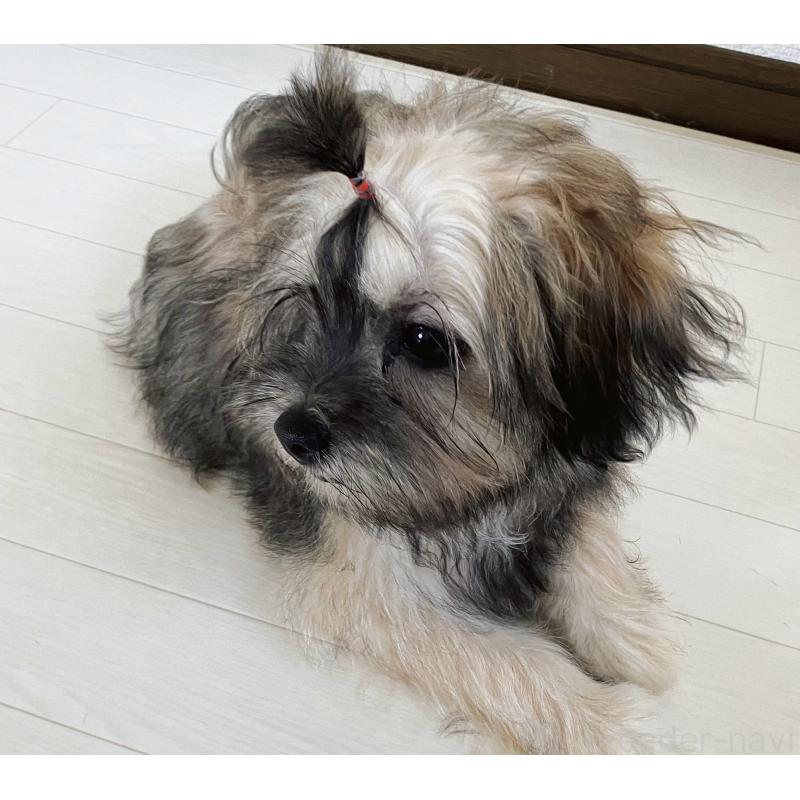 販売中の福岡県のミックス犬-387534の11枚目