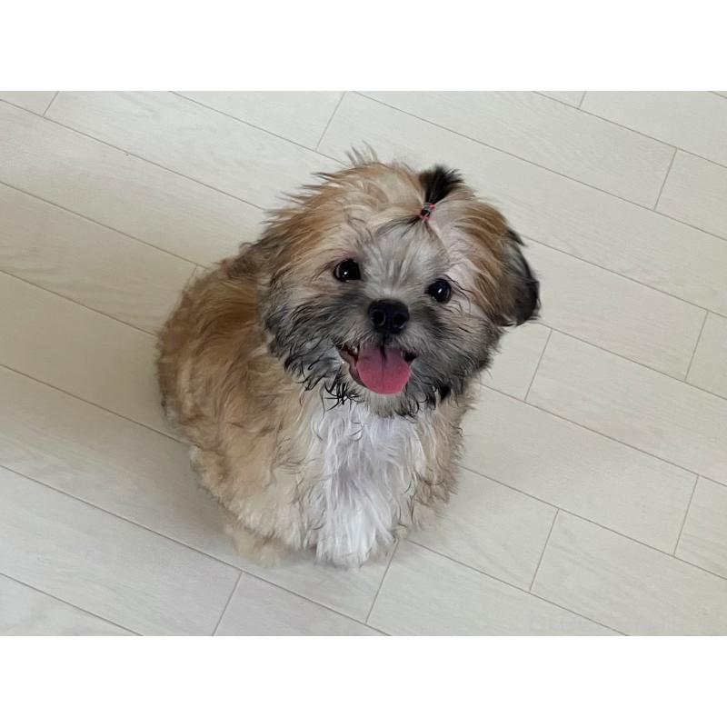 販売中の福岡県のミックス犬-387535の15枚目