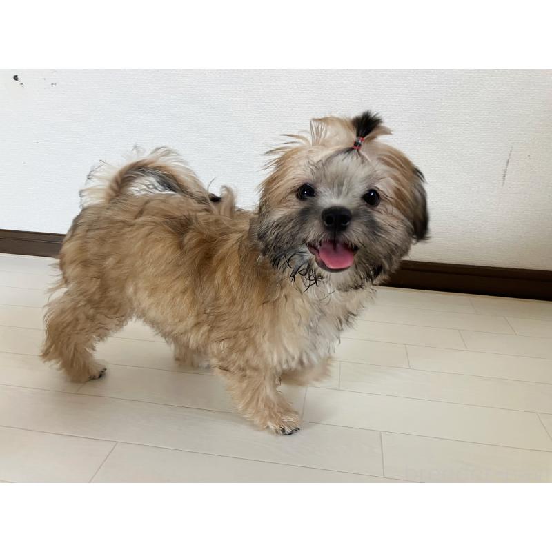 販売中の福岡県のミックス犬-387535の14枚目