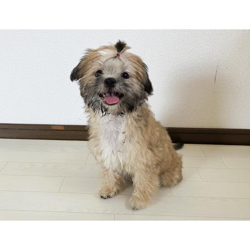 販売中の福岡県のミックス犬-387535の13枚目