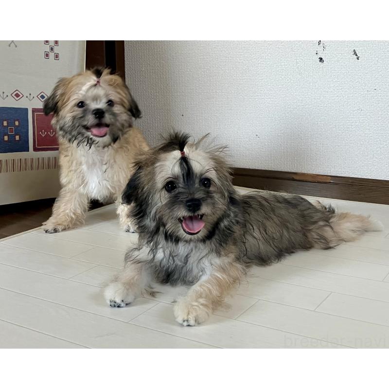 販売中の福岡県のミックス犬-387535の11枚目