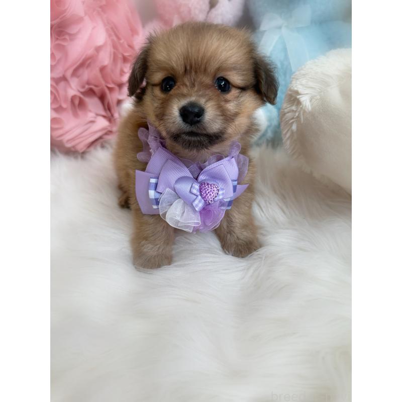 販売中の香川県のミックス犬-411961の5枚目