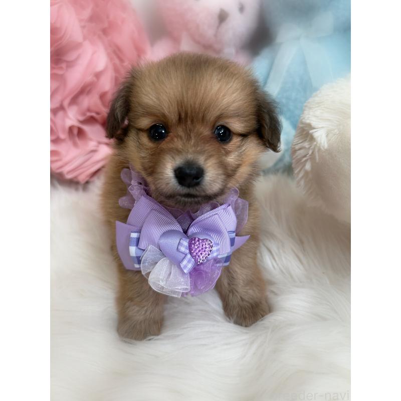 販売中の香川県のミックス犬-411961の4枚目